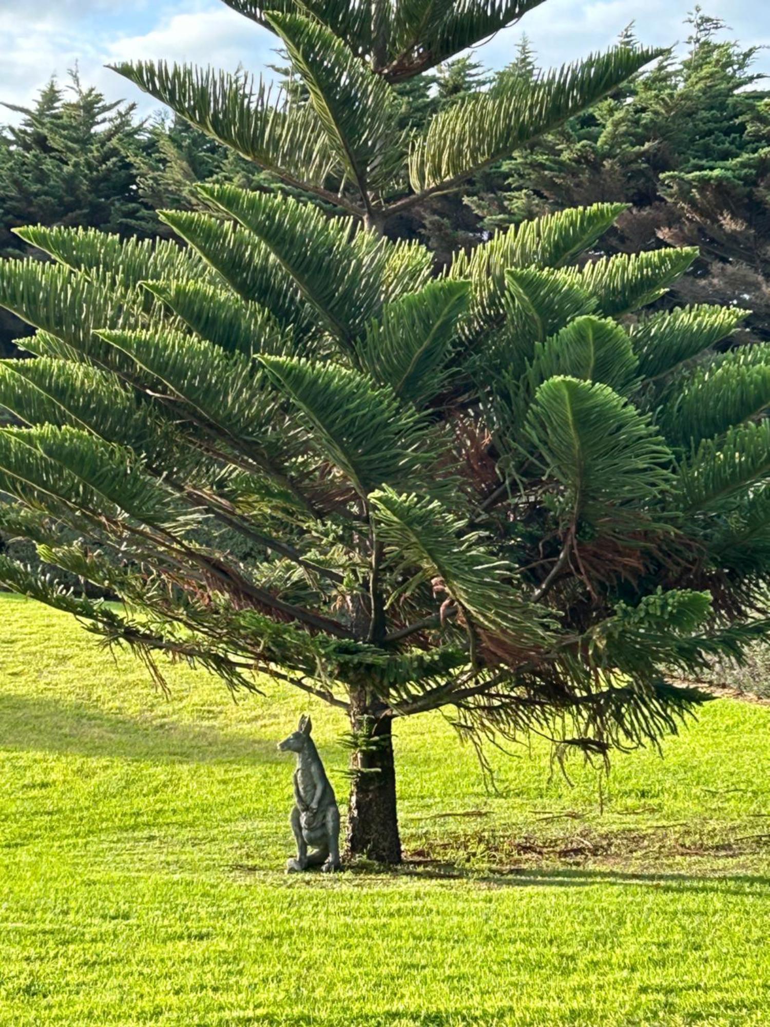 Nest - Charming, Comfortable Coastal Villa Port Fairy Buitenkant foto